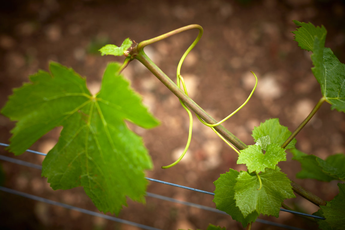 Vigne du Domaine Michel Magnien