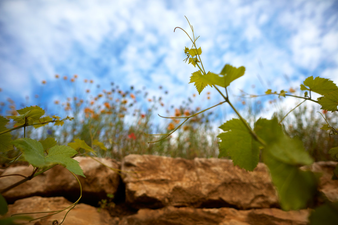 La biodynamie respecte la vigne et son environnement