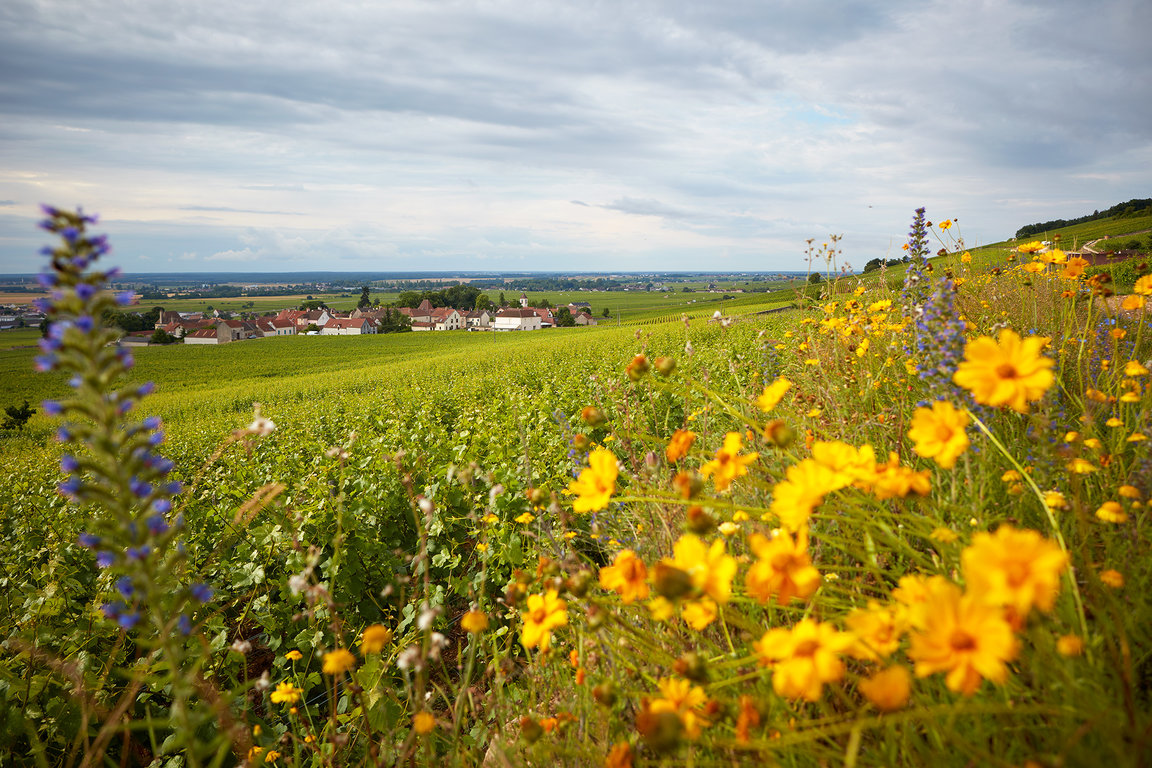 Le village de Morey-Saint-Denis vu depuis l'une des parcelles du Domaine Michel Magnien