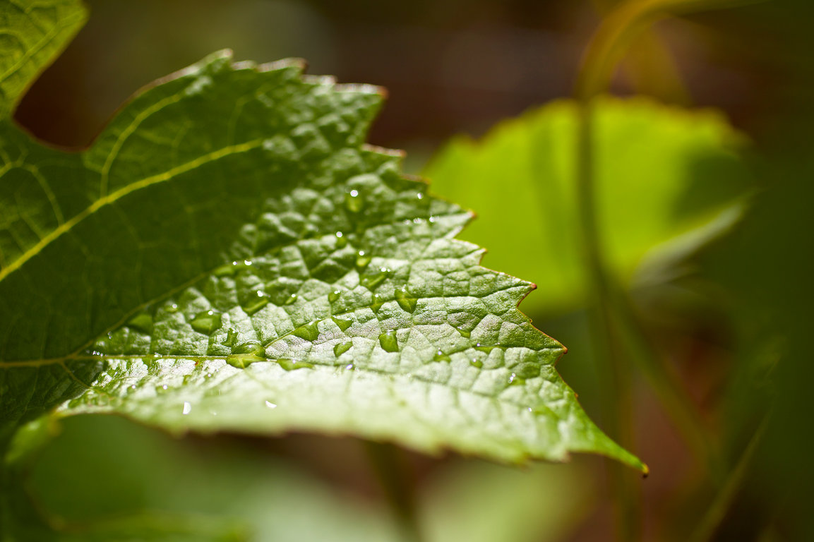 Rosée du matin sur une feuille de vigne - Domaine Michel Magnien