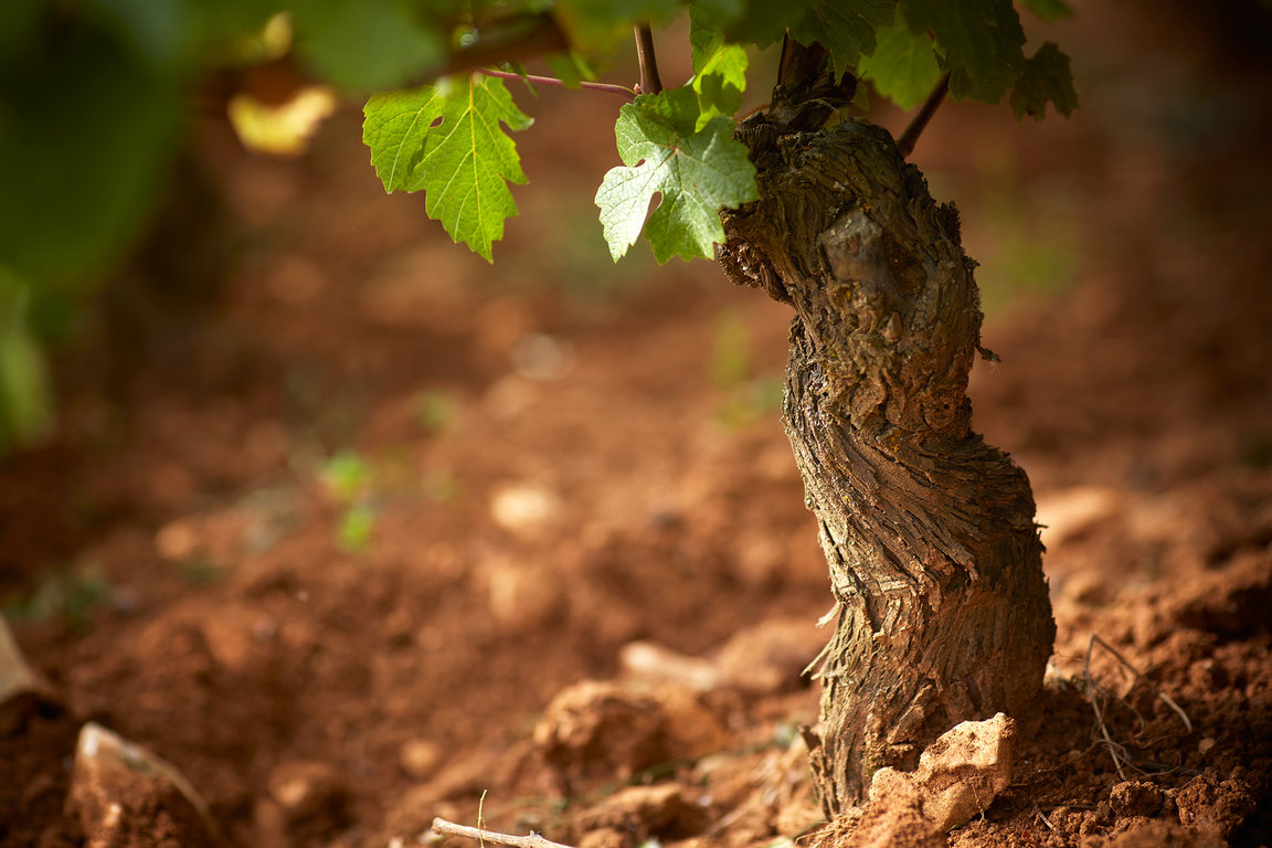 Cep de vigne - Domaine Michel Magnien