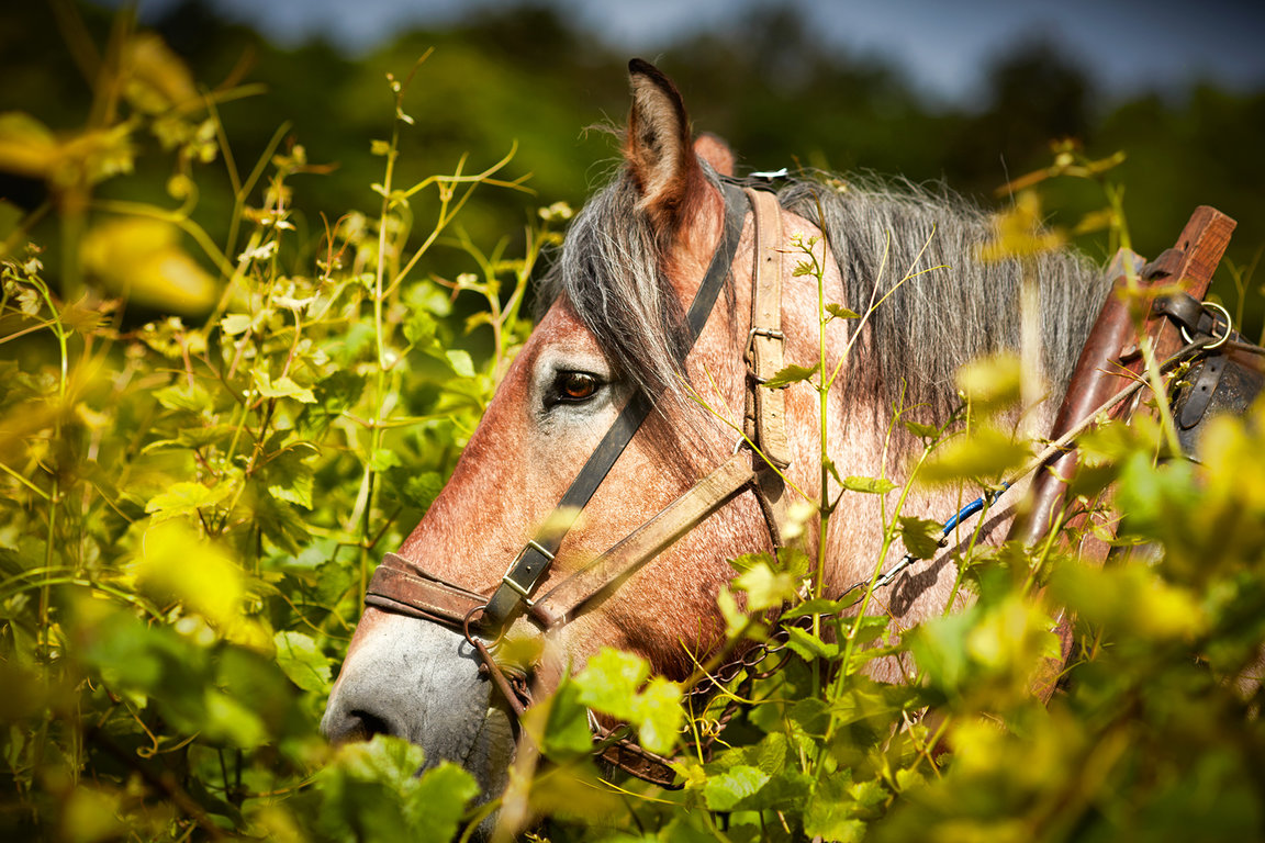 Labour à cheval au Domaine Michel Magnien