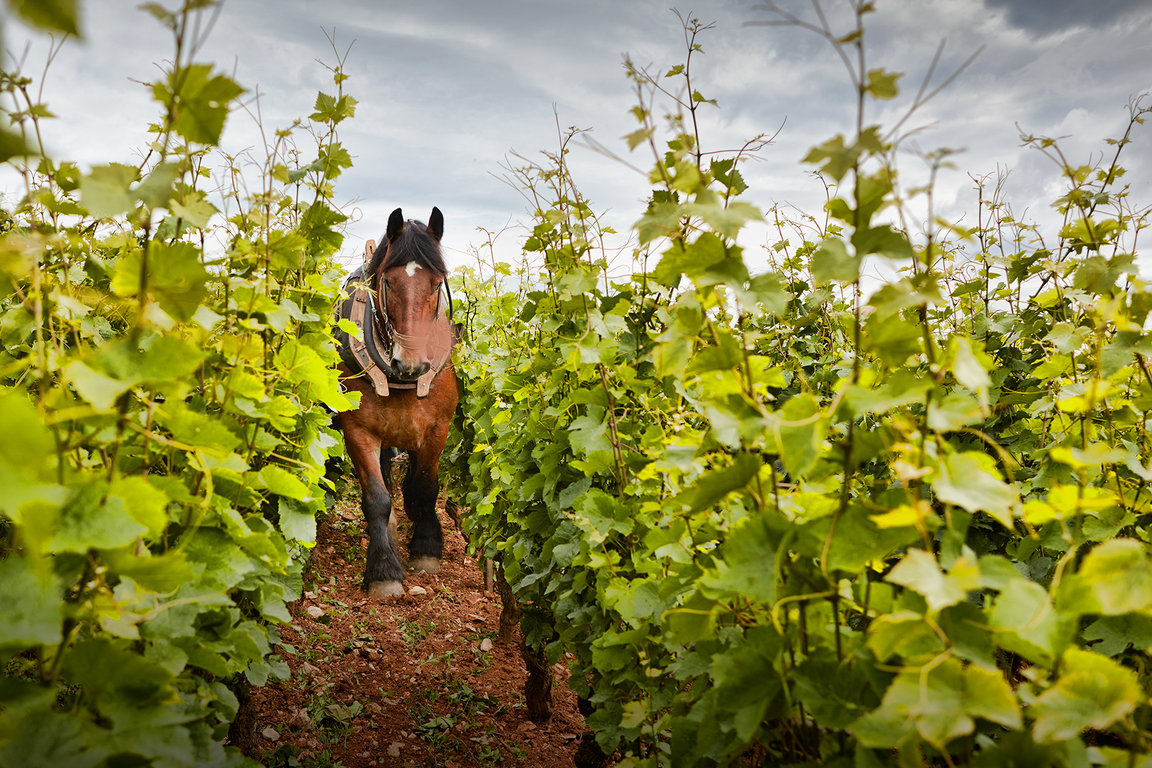 Labour à cheval des terres du Domaine Michel Magnien