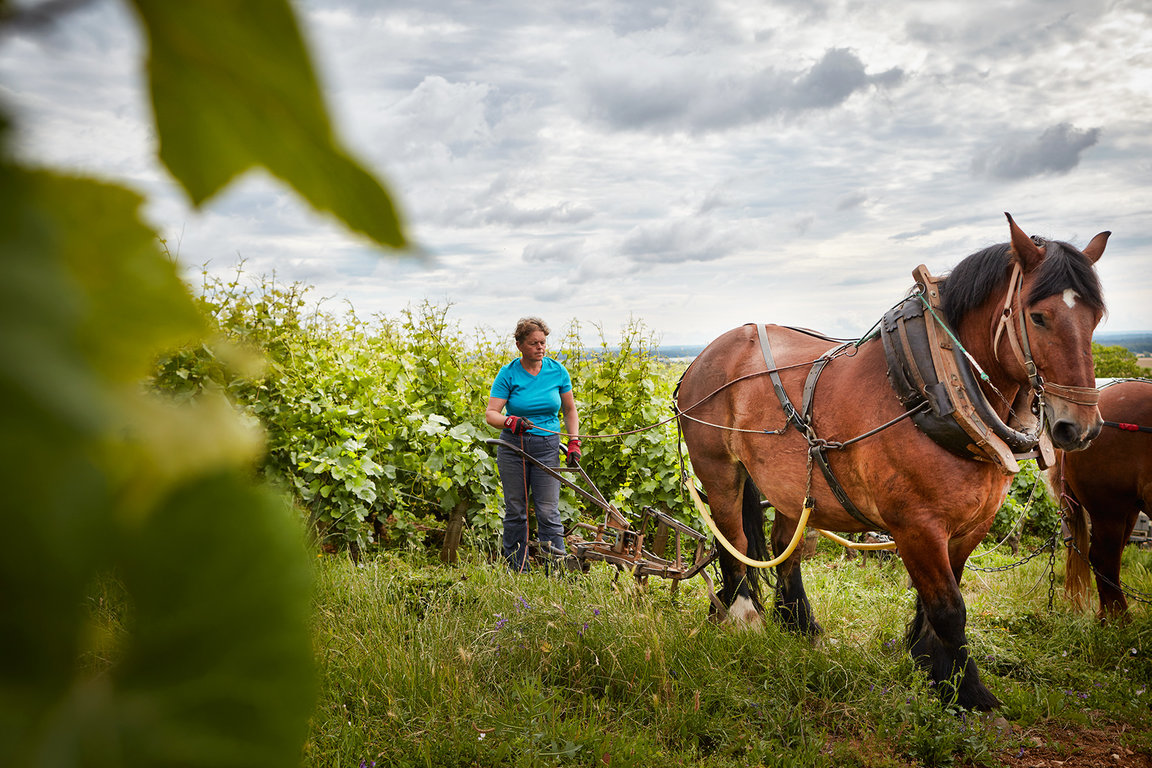Labour à cheval dans les vignes du Domaine Michel Magnien