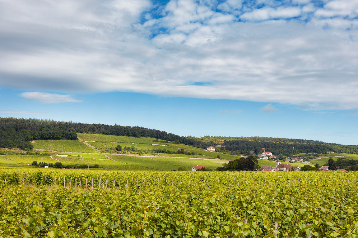 Le village de Morey-Saint-Denis, terre du Pinot Noir