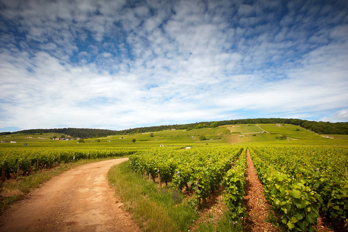 Parcelle de vignes de Frédéric Magnien