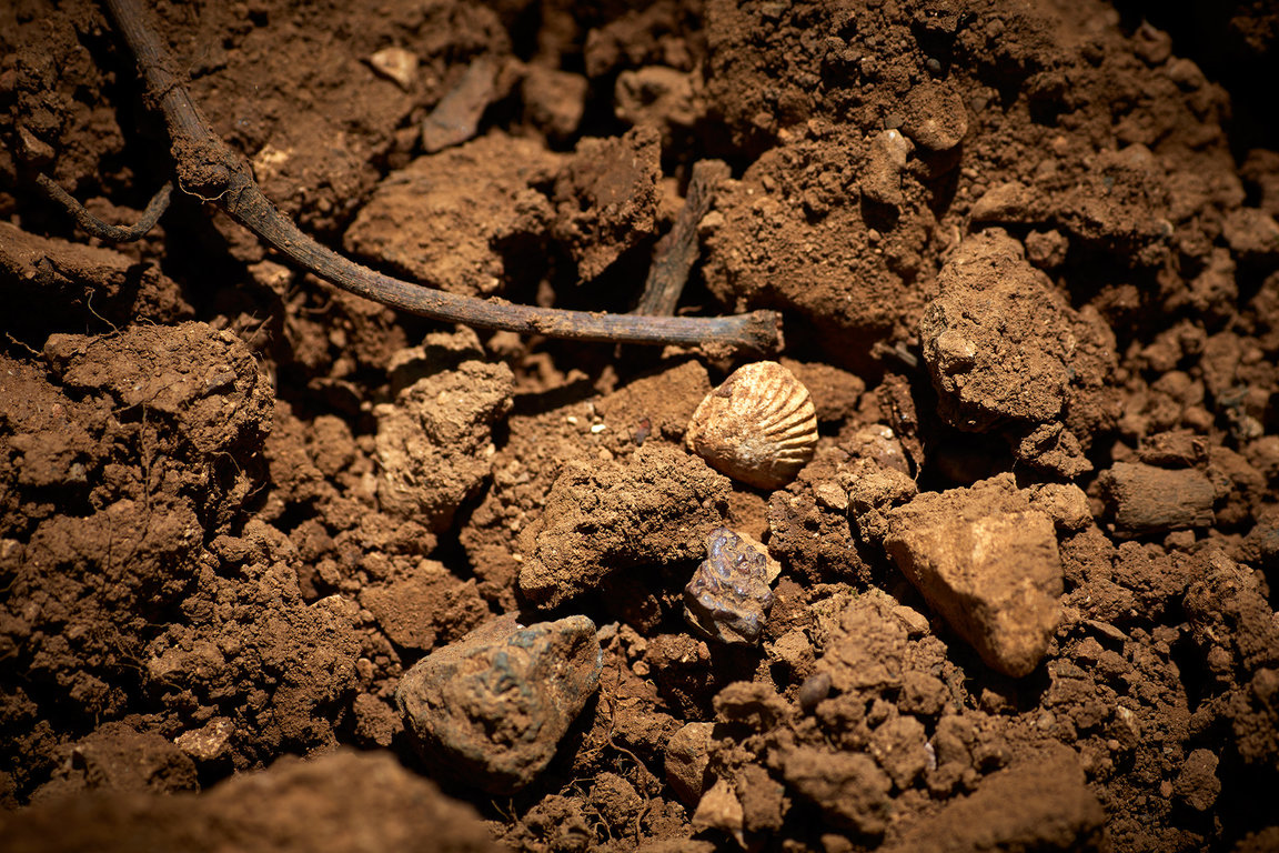 Détails de la composition du sol dans une vigne de Frédéric Magnien