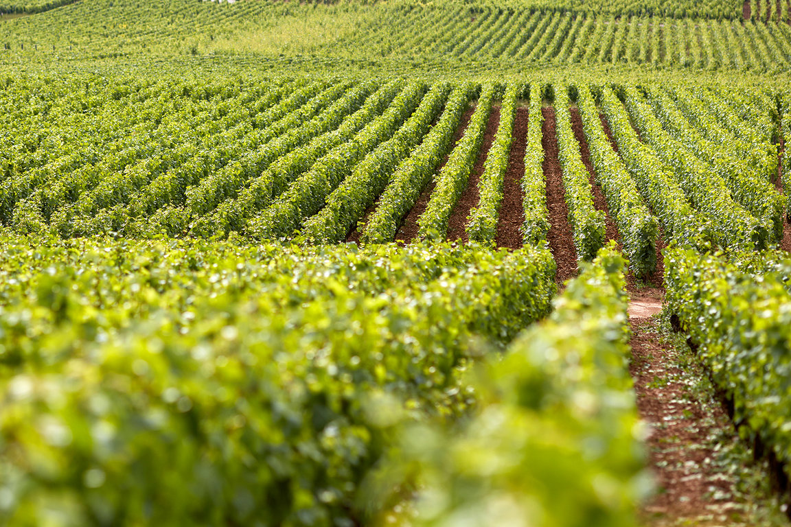 Vine rows at Domaine Michel Magnien