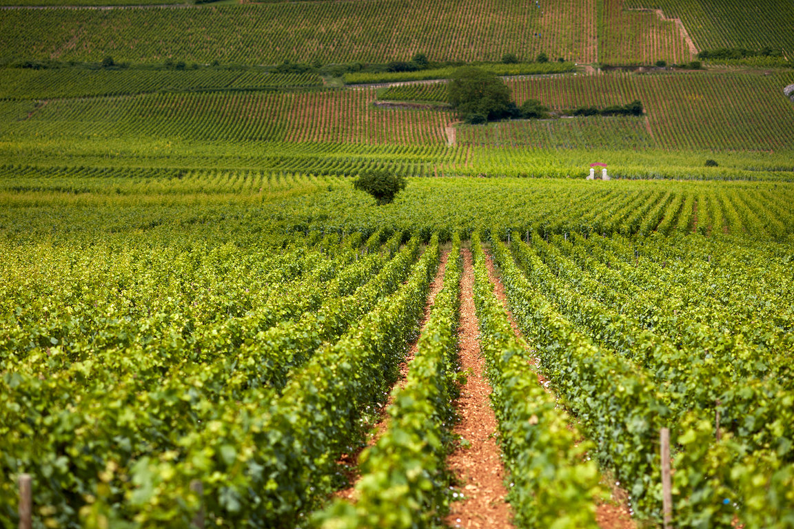 Vine rows at Frédéric Magnien