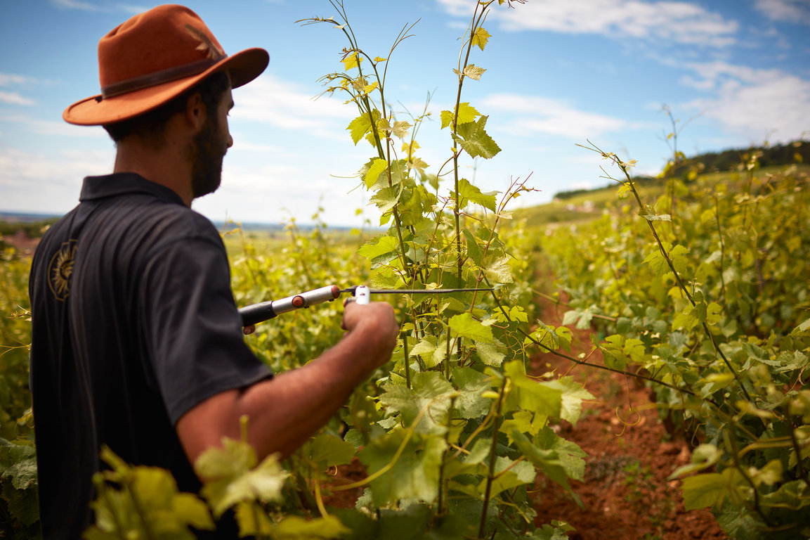 Clipping by hand at Domaine Michel Magnien