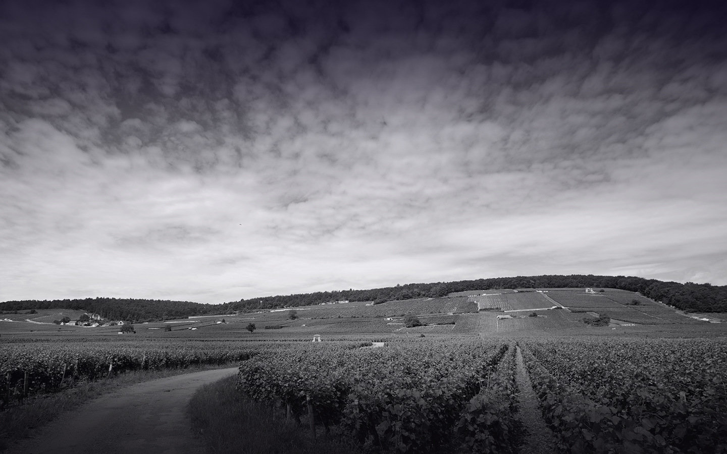 Le vignoble du Domaine Magnien