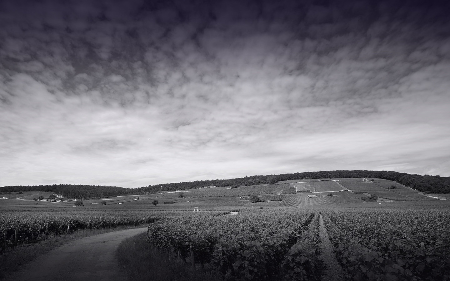The Domaine Magnien vineyard