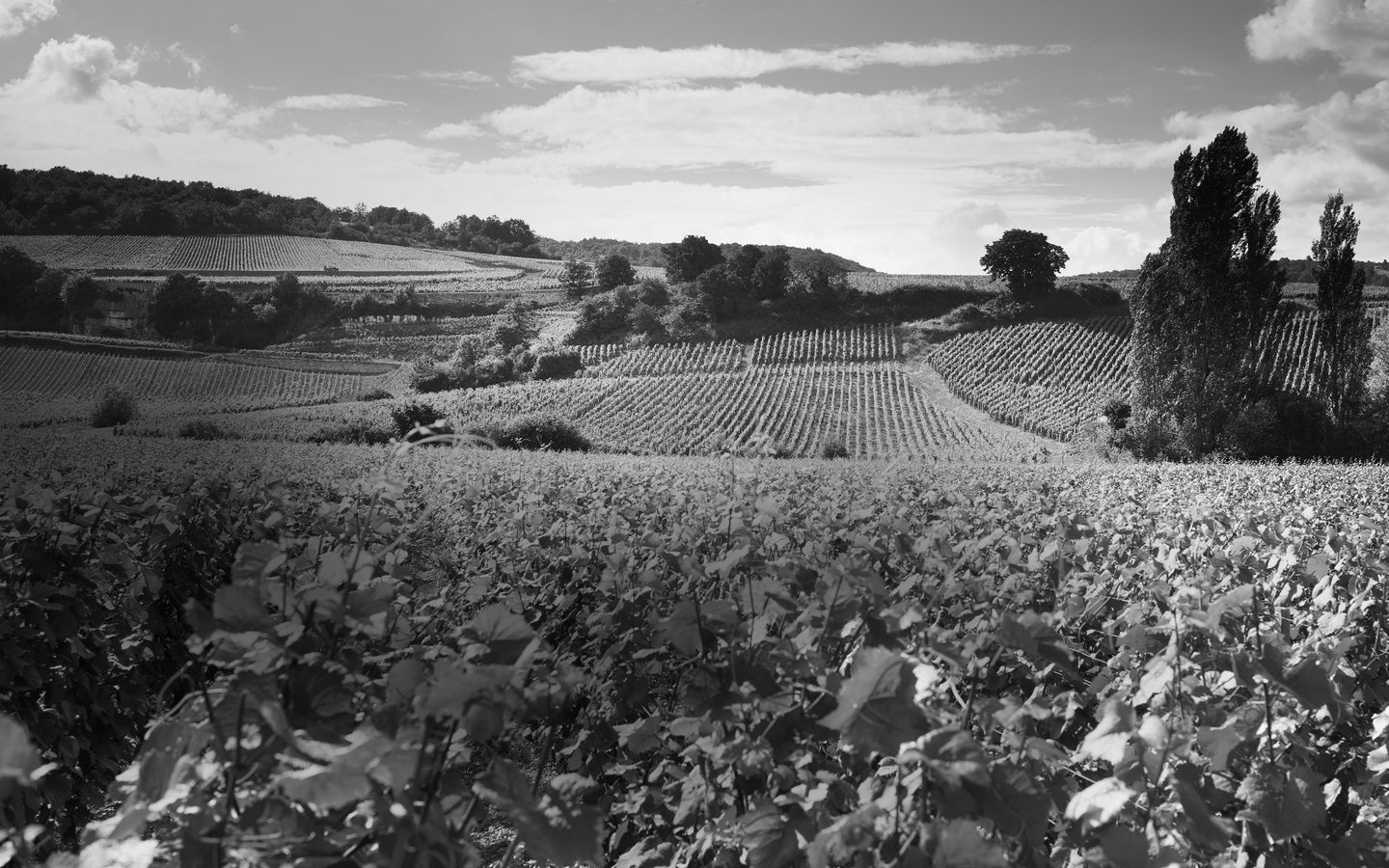 Frédéric Magnien's vineyard 