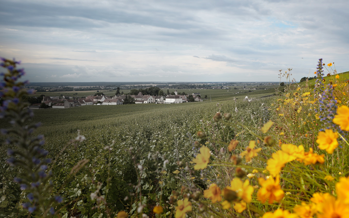 Le village de Morey-Saint-Denis vu depuis l'une des parcelles du Domaine Michel Magnien