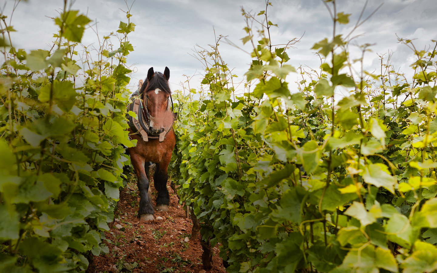 Labour à cheval des terres du Domaine Michel Magnien