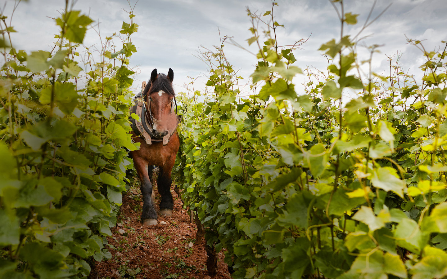 Plowing plots with horse at Domaine Michel Magnien