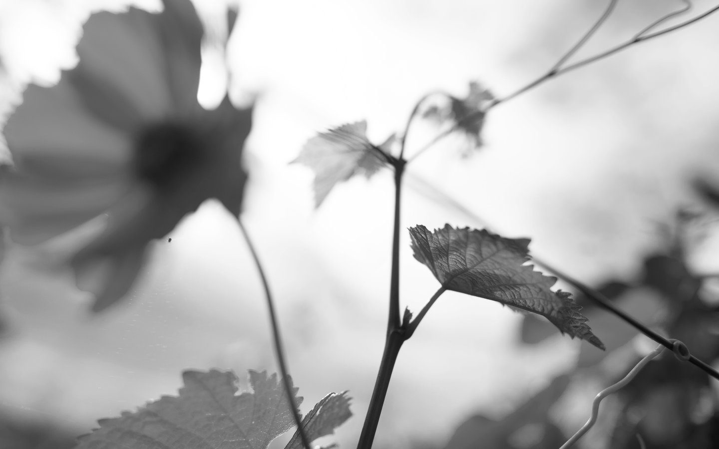 Vigne du Domaine Michel Magnien